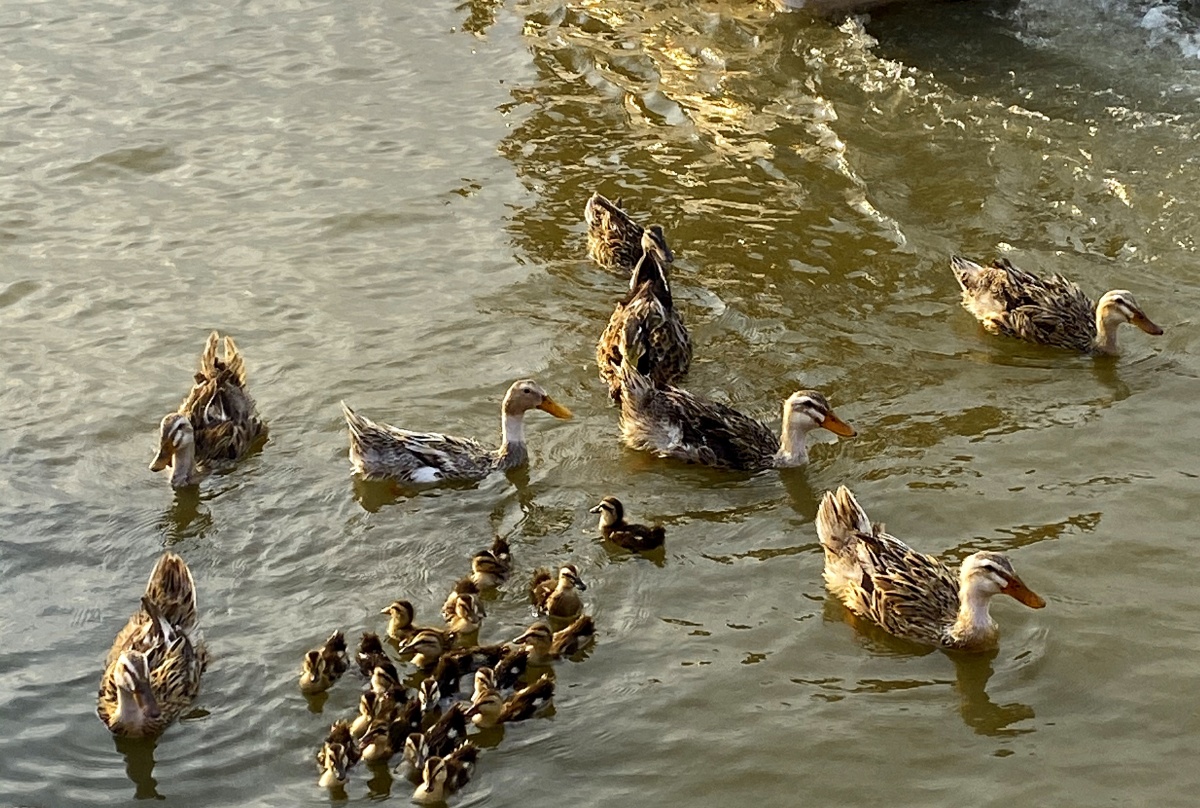 门前大桥下游过一群鸭