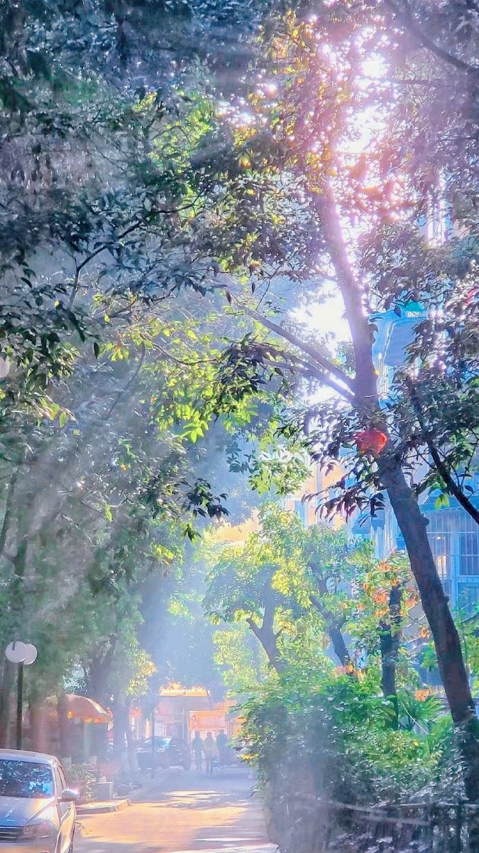 树荫下的一缕光