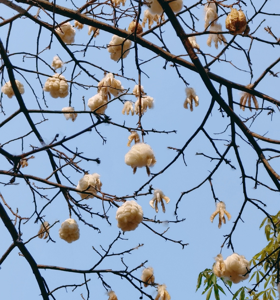 树上的棉花