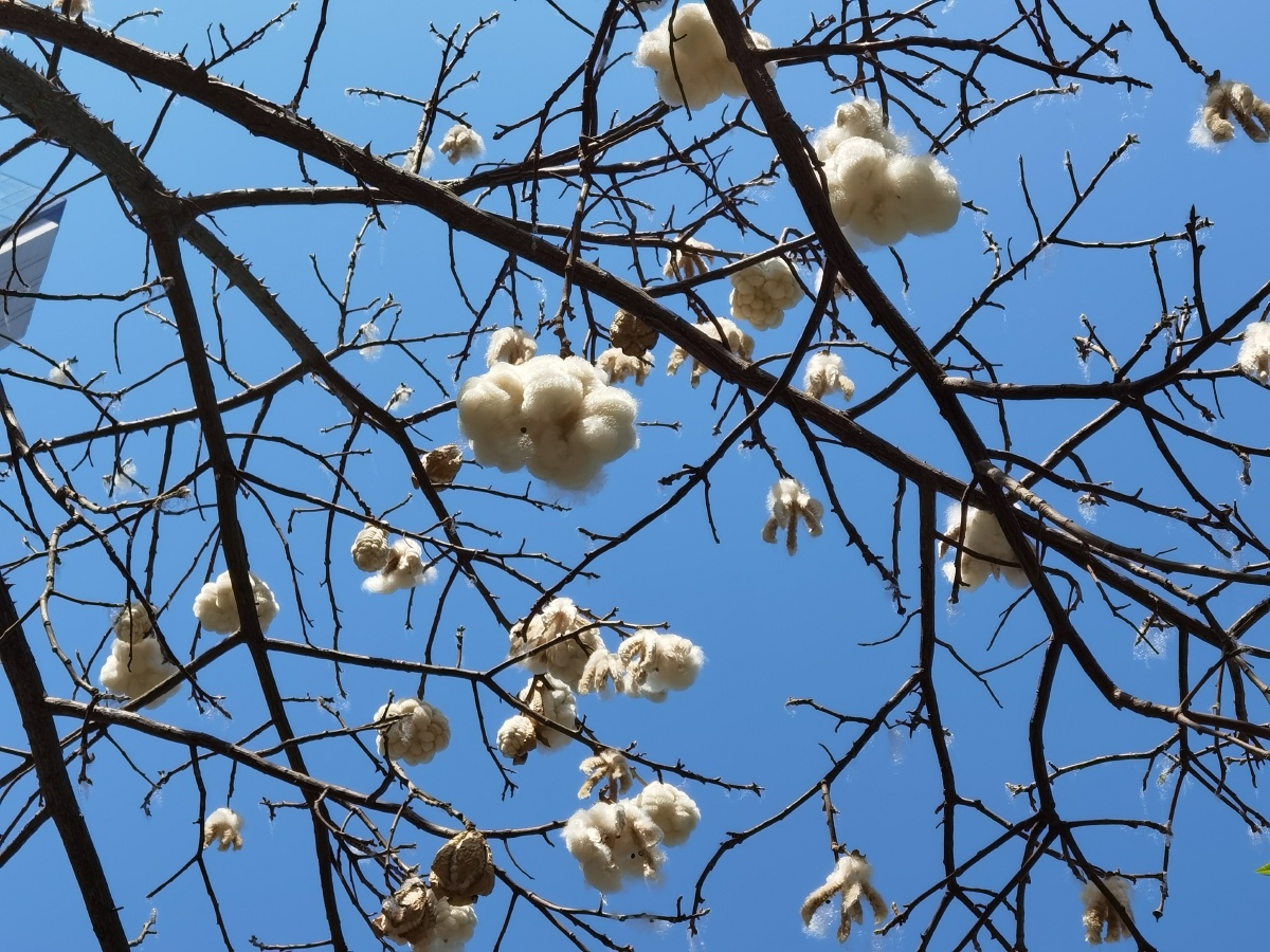 树上的棉花