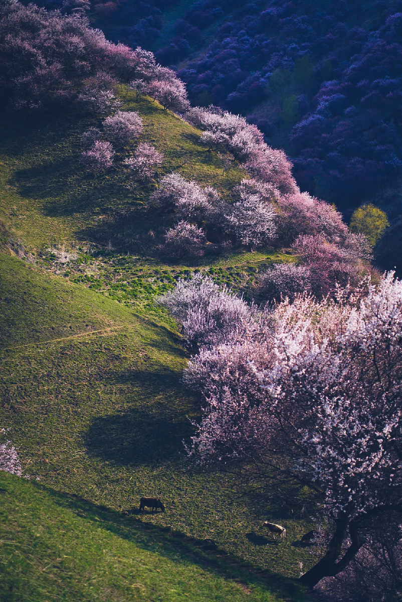 新疆杏花沟