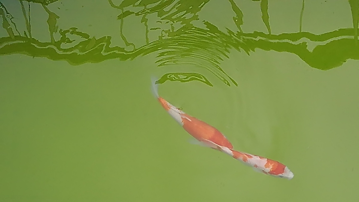 如鱼得水