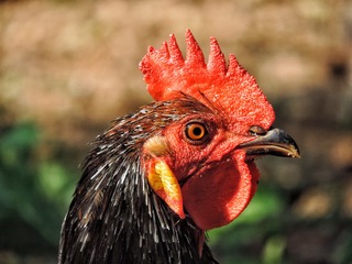 4921