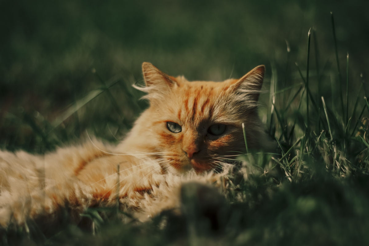 猫cat超高清风景壁纸素材412允许商用