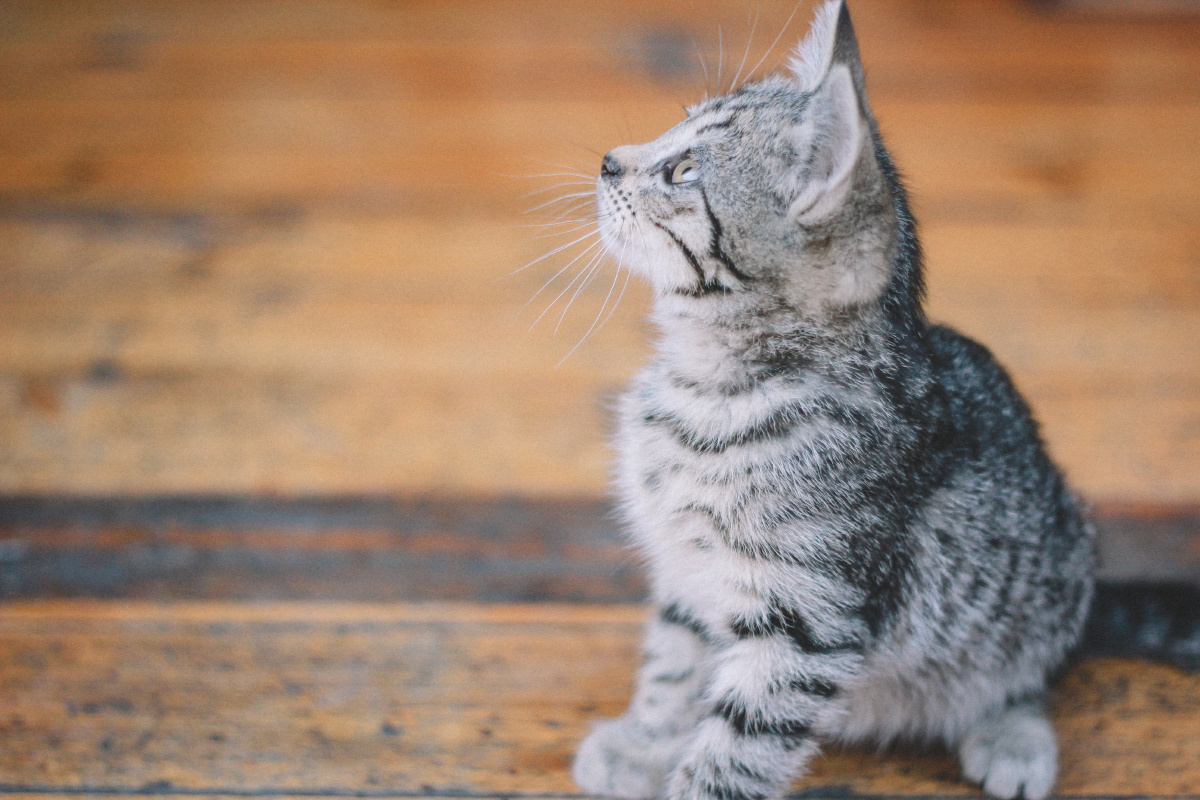 猫猫壁纸超高清