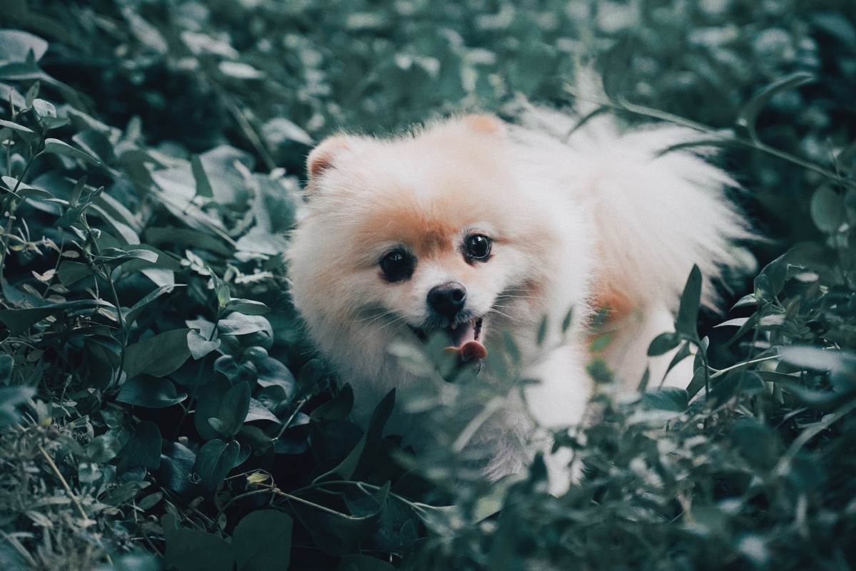 狗dog超高清风景壁纸素材1200允许商用