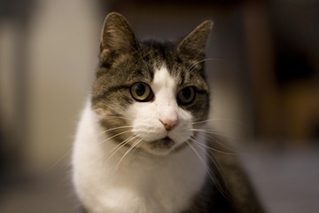 12928