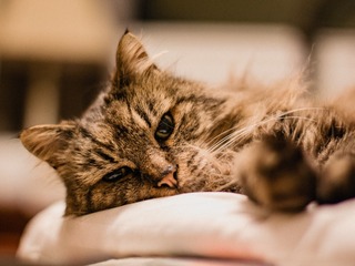 15091