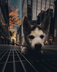 6077