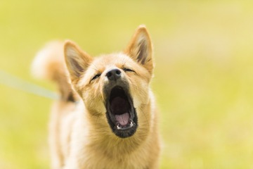 4307