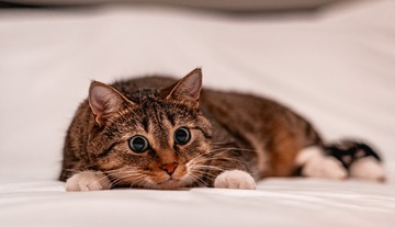12770