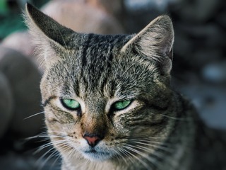 15619