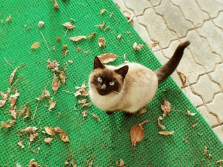15093