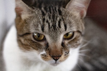 13161