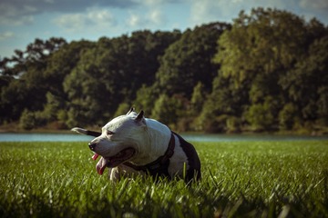 4006