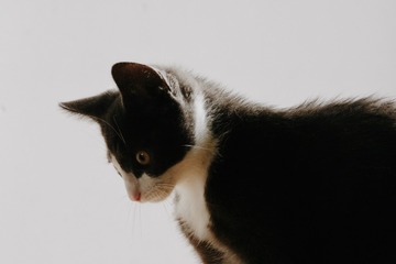 14219