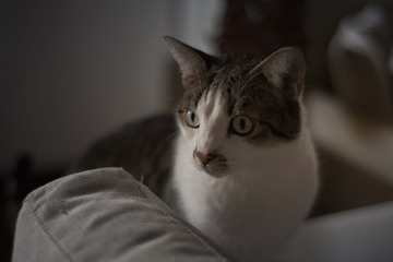 16117