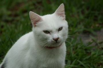 14251