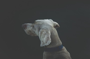 4223