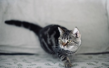 15501