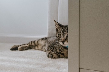 16049