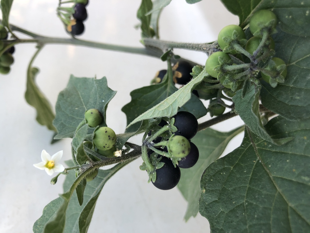 黑豆豆开花结果了