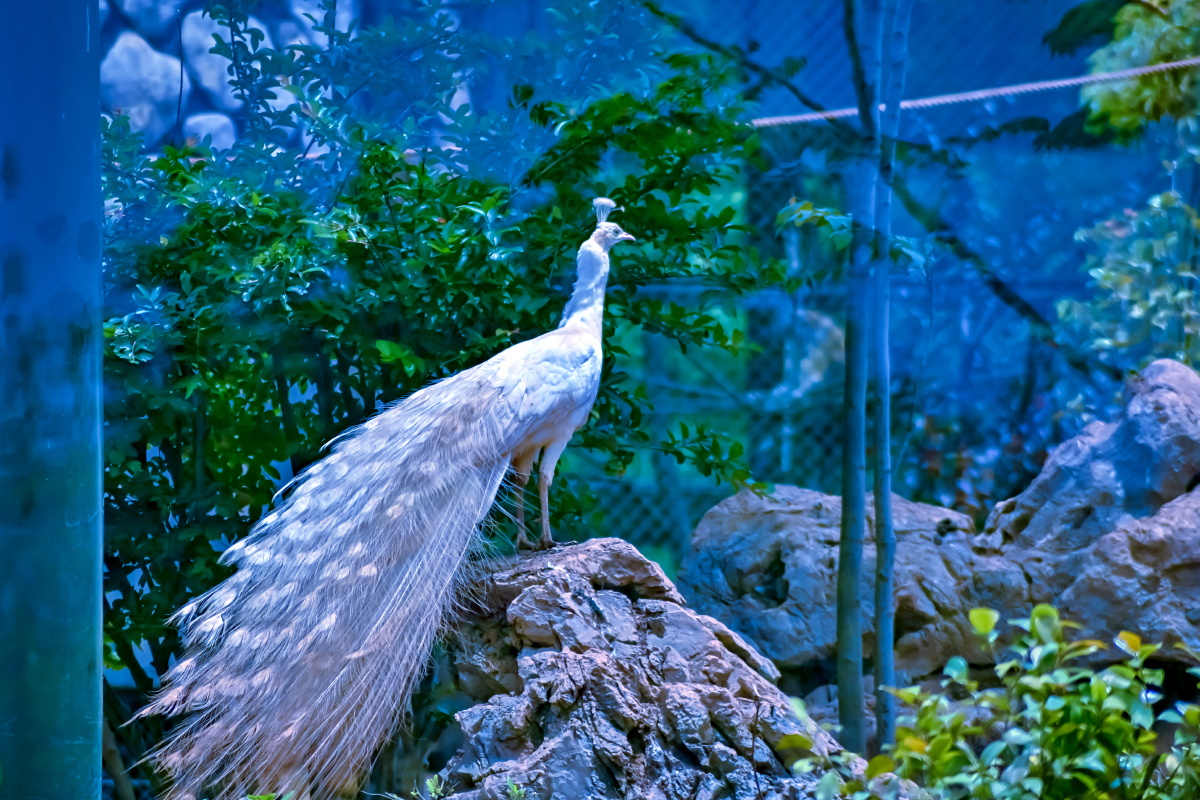 白孔雀 - 摄影师樵夫 - 图虫