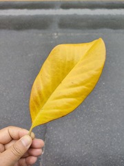 1000016188