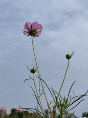 1000015196