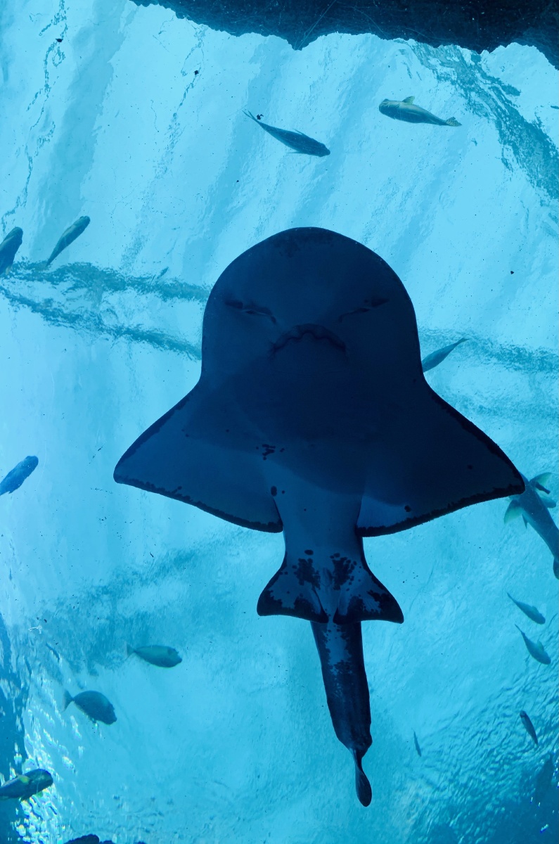 新加坡圣淘沙海洋馆/海洋动物/万物有灵/壮观/可爱