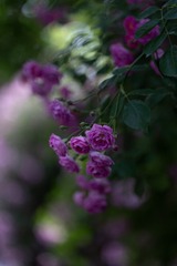 19AD9DF1-BB36-4894-BBFB-360F2DDC856F/L0/001