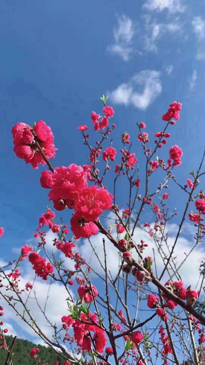 桃花梨花红色绿色大自然