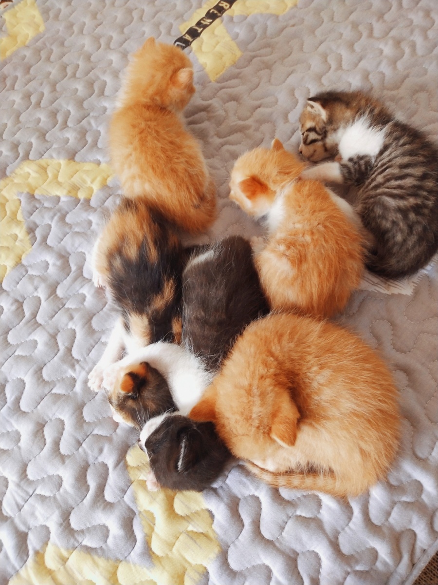 睡觉就要大家一起整整齐齐的