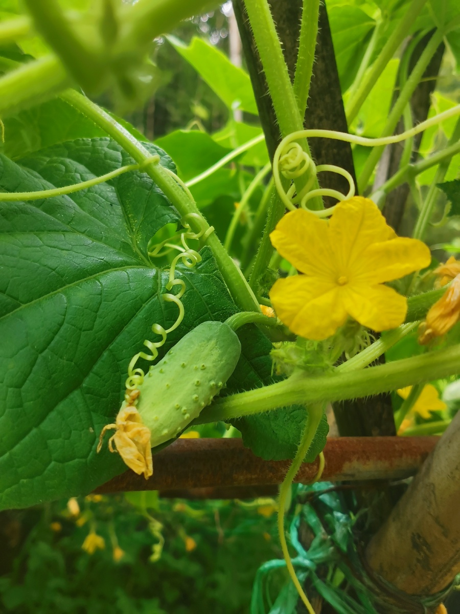 自己种的黄瓜和草莓