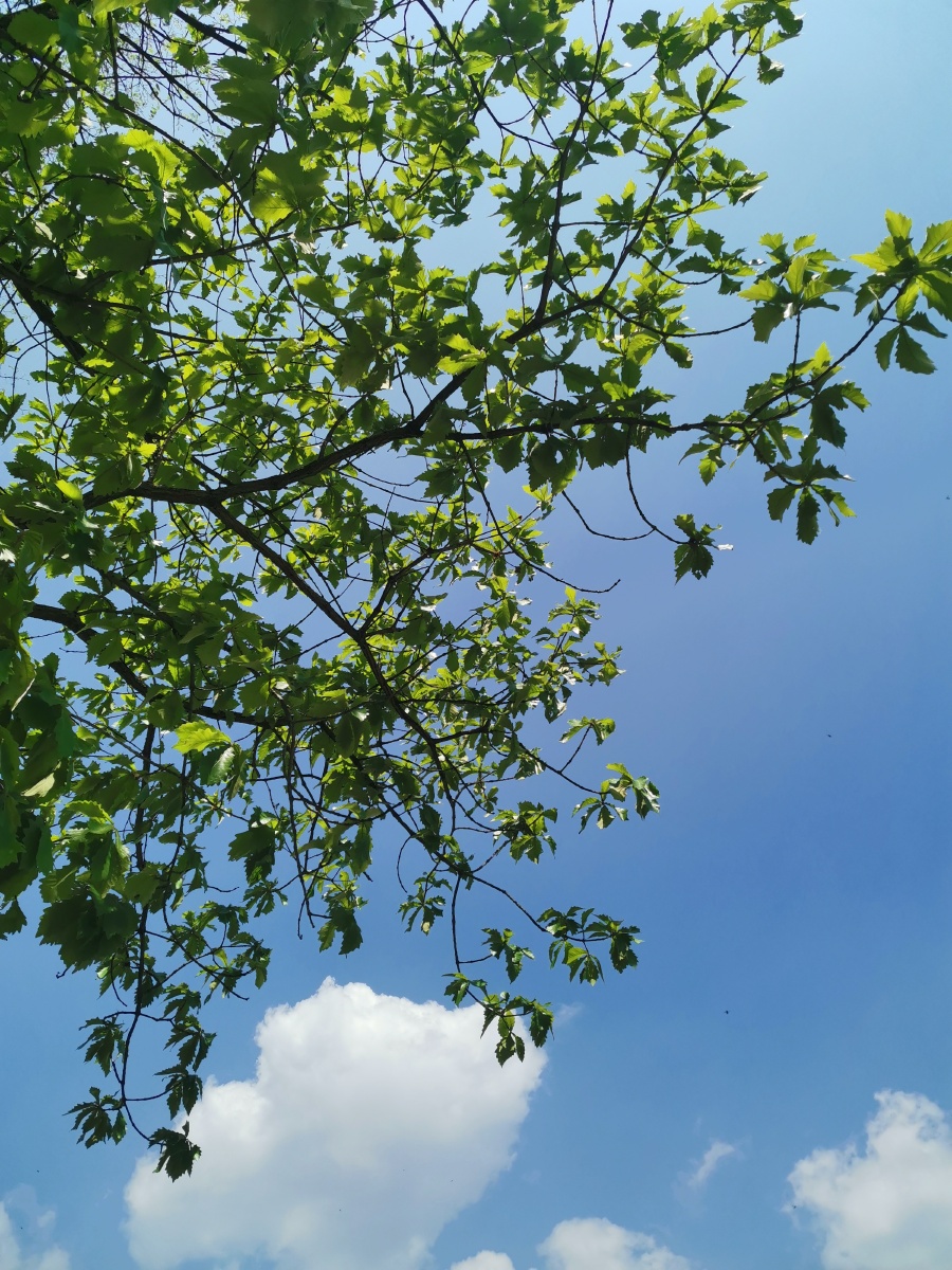 用心去感受春天春风拂面