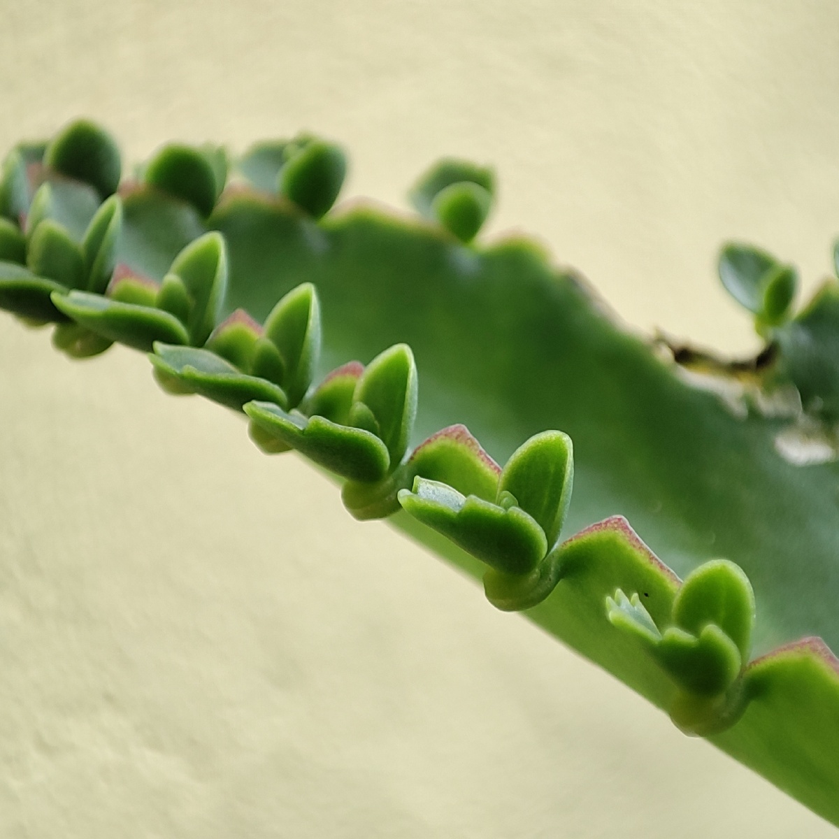 微观世界下的植物们