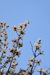 77AB9F51-120E-456D-928D-CCE5526E3EE5/L0/001
