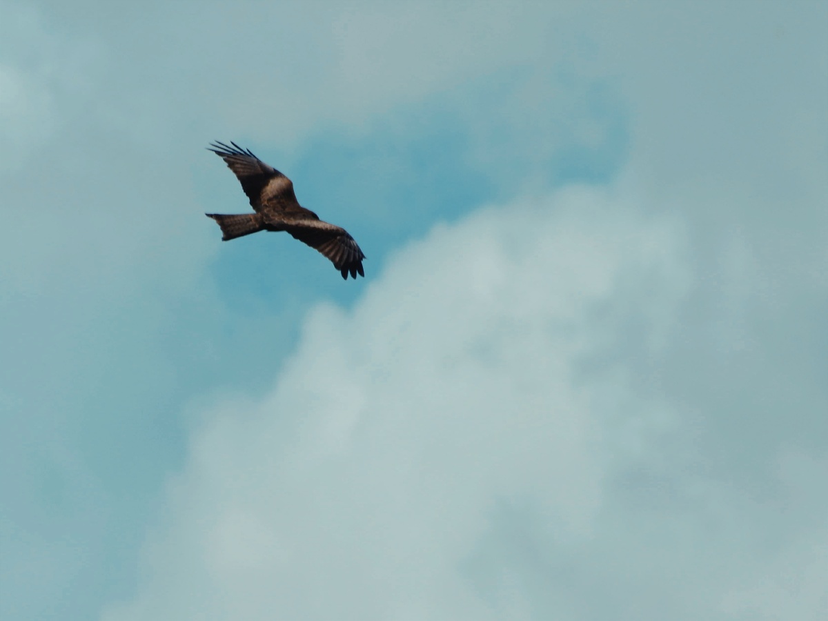 冲浪散逸层关注