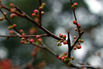 梅