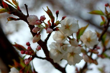 樱花1