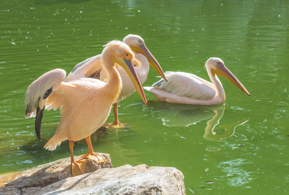 白鹈鹕拍于昆明圆通山动物园