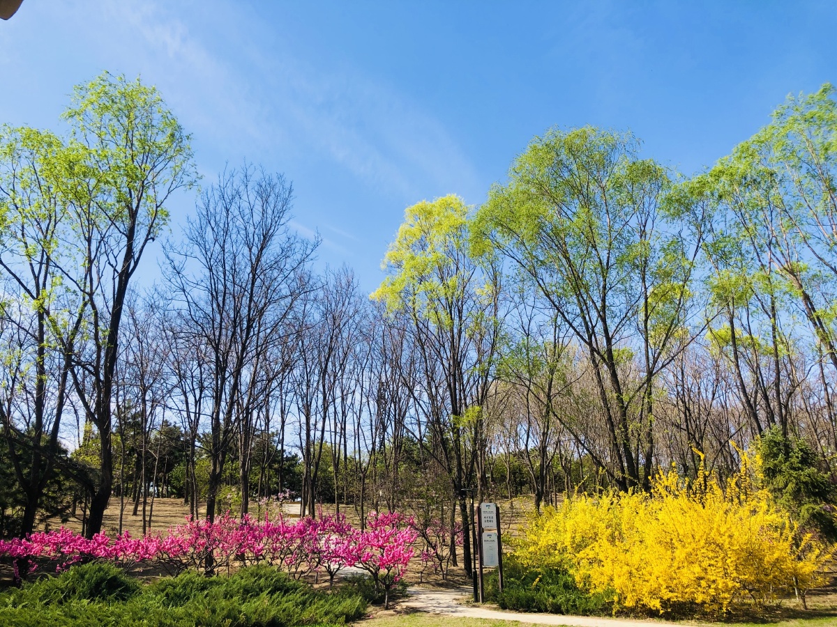 朝阳公园的春天