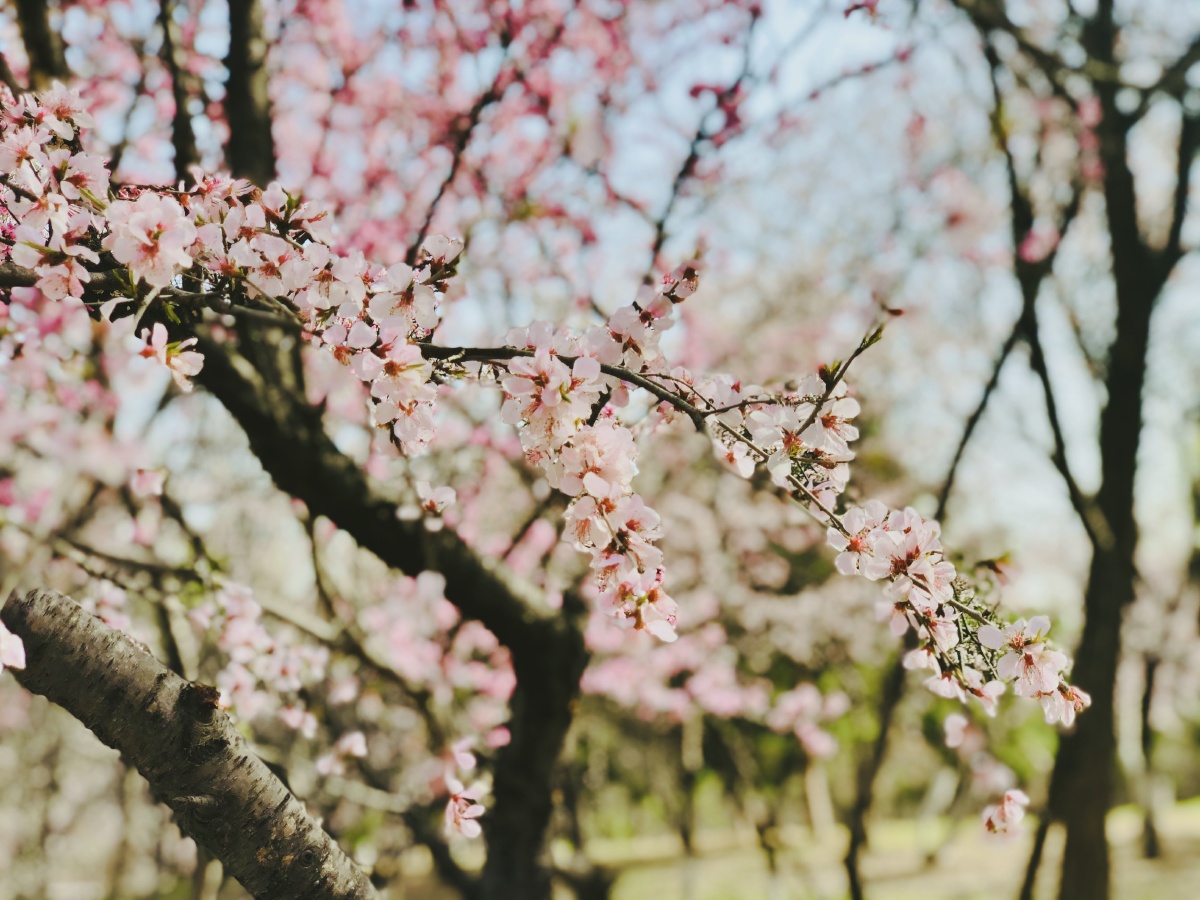 朝阳公园的杏花开了