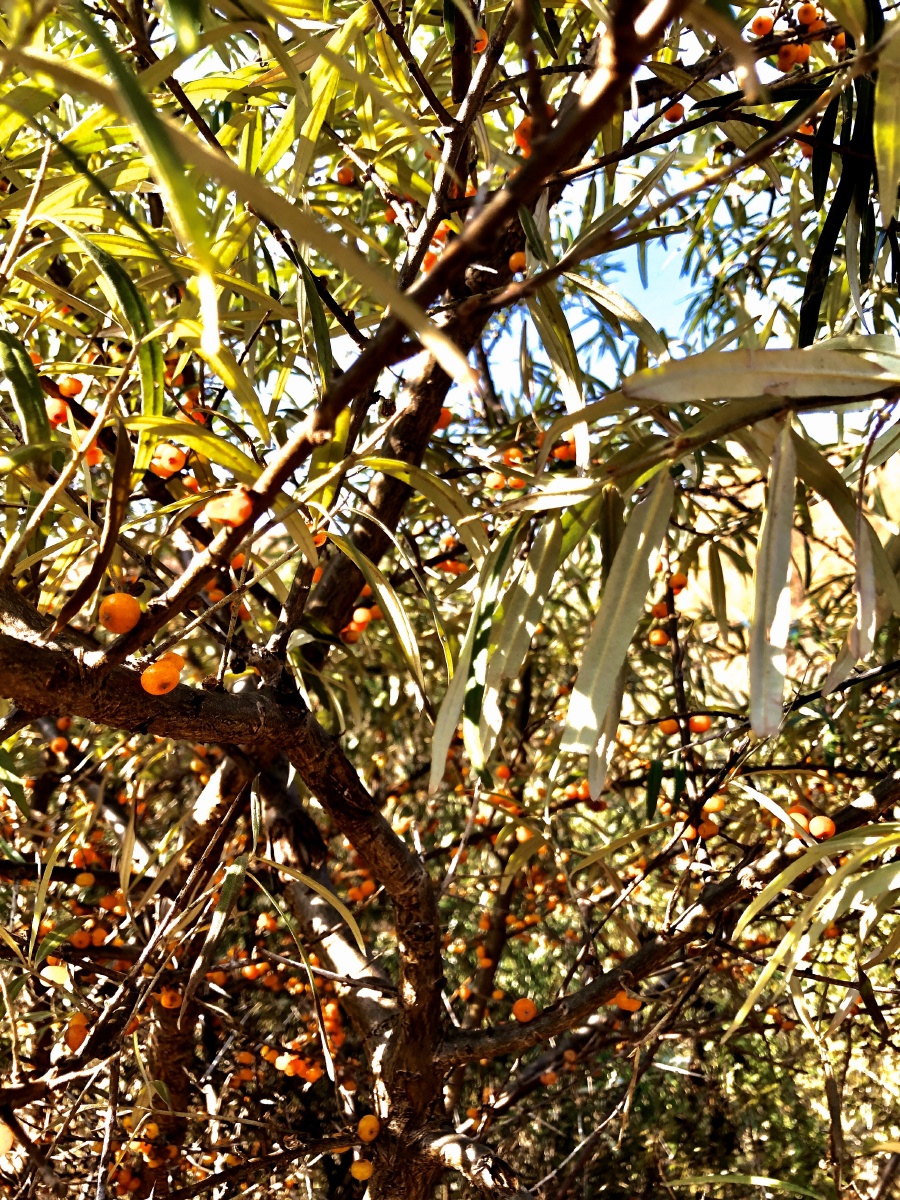 沙棘果 - 于玉菊 - 图虫