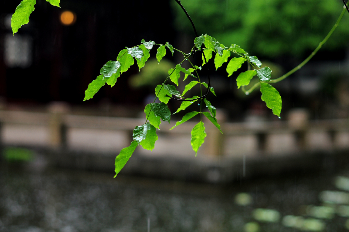 苏州园林留园雨景