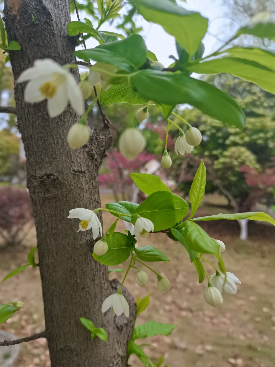 白色垂丝海棠「#一起拍春天」 - moon99 - 图虫