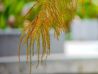 1000232529