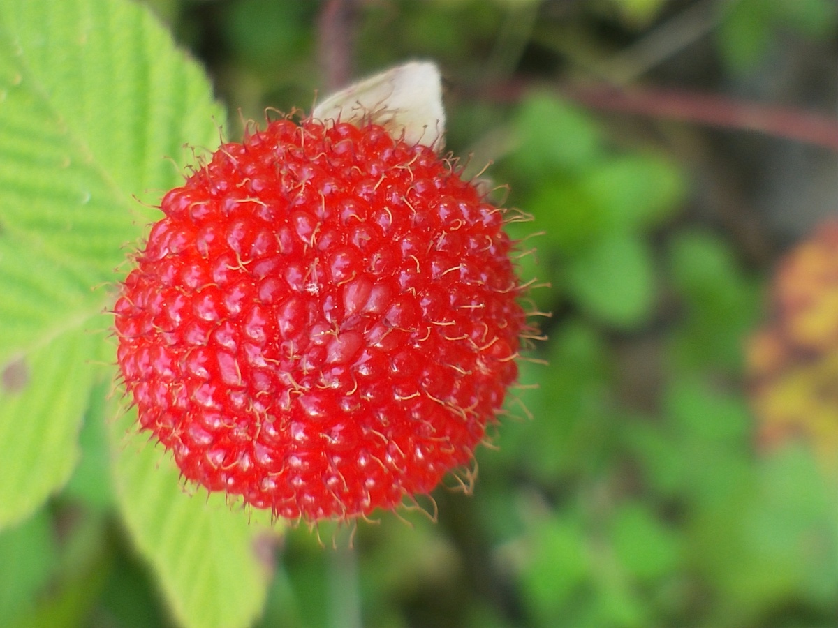 蔷薇科,悬钩子属,蓬蘽 - 种花家的菟丝子 - 图虫