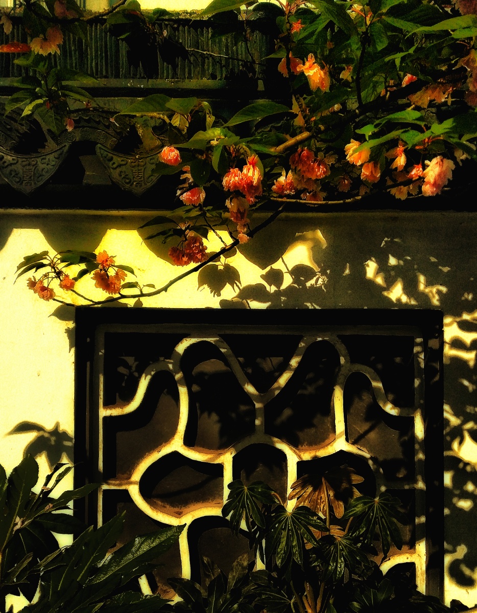 白墙黑瓦下的枝蔓光影