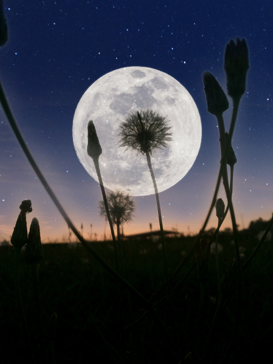 开在月亮之上的蒲公英! - 木星洋 - 图虫
